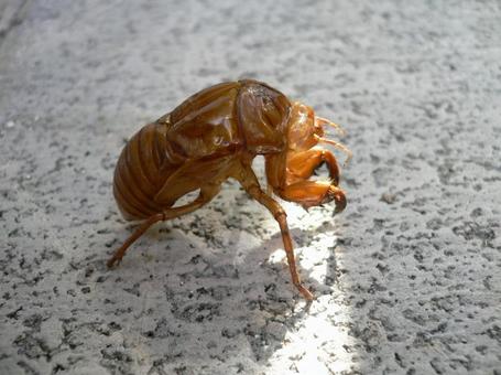 セミの抜け殻01 蝉,抜け殻,昆虫の写真素材