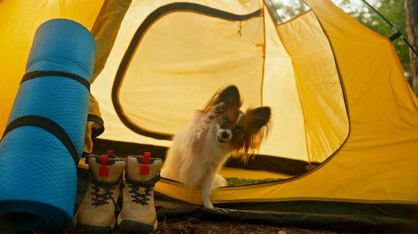 前片足をあげた犬 犬,パピヨン,テントの写真素材