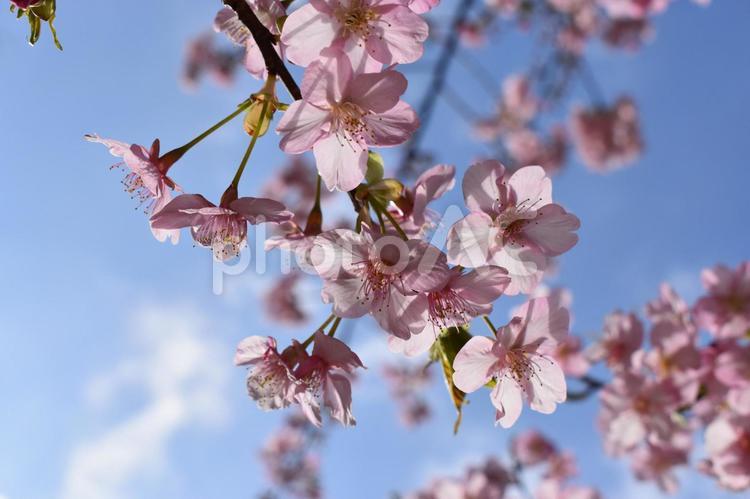 桜と青空 桜,さくら,河津桜の写真素材