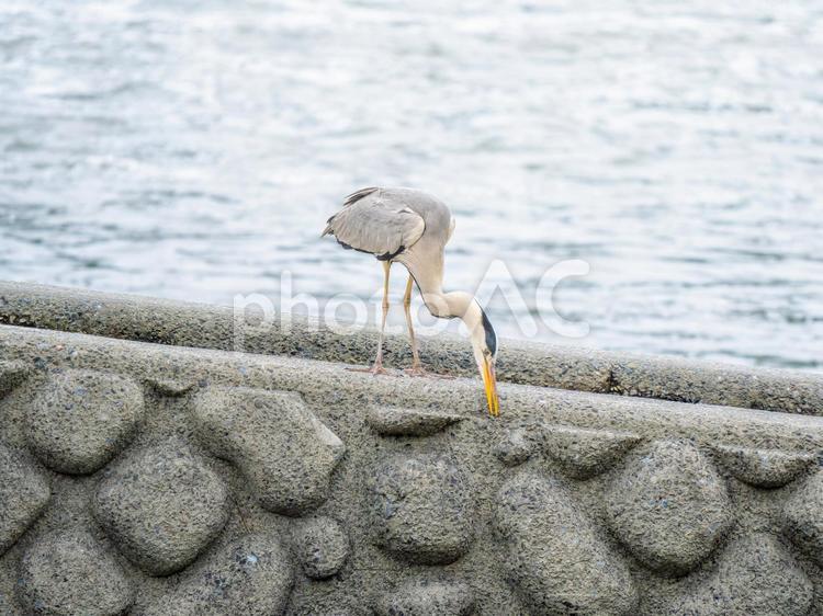 水辺のアオサギ サギ,アオサギ,野鳥の写真素材