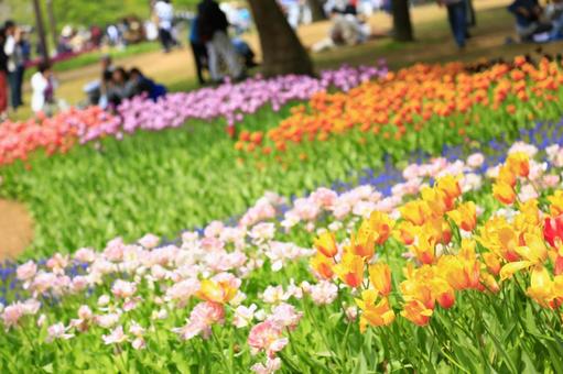 Tulip flower field, JPG