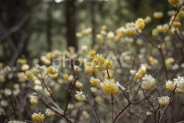 山中に咲く満開のミツマタの花 ミツマタ,三椏,冬の写真素材