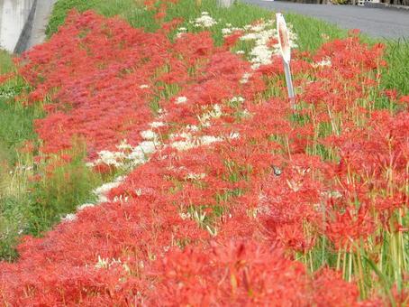 【彼岸花の写真】彼岸花が咲く風景 【彼岸花の写真】彼岸花が咲く風景 彼岸花,ヒガンバナ,曼殊沙華の写真素材