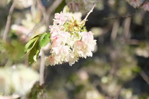 桜 桜の写真