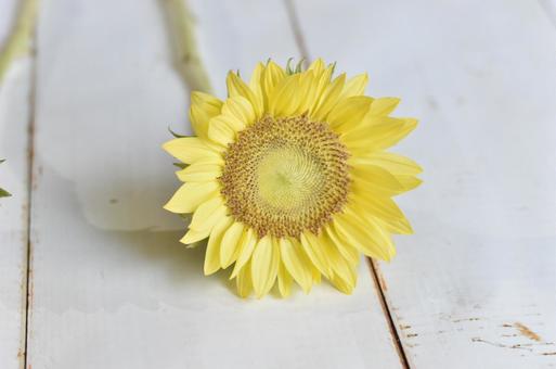 ひまわり ひまわりの写真