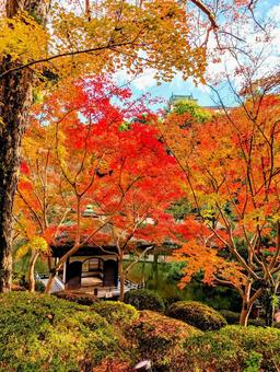 紅葉渓庭園の紅葉 紅葉渓庭園,紅葉,秋の写真素材