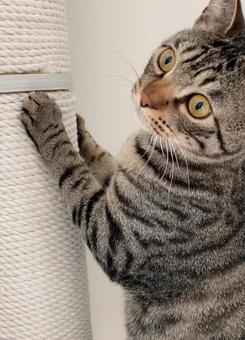 爪研ぎ猫 キジトラ,猫,爪研ぎの写真素材