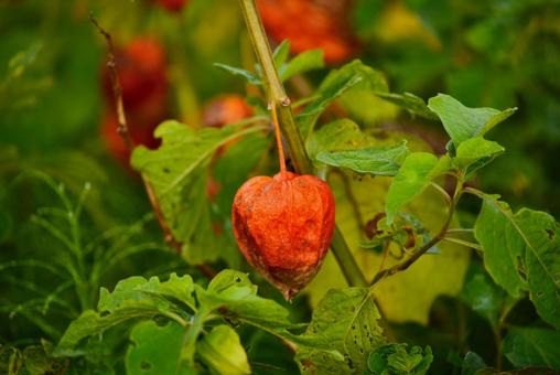 ほおずき（鬼灯、鬼燈、酸漿） ホオズキ,ほおずき,鬼灯の写真素材