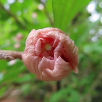 ムクゲ（木槿） ムクゲ,木槿,花の写真素材