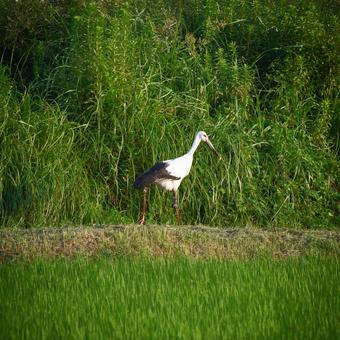 コウノトリ17 コウノトリ17の写真