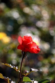 あきバラの6 バラ,薔薇,自然の写真素材