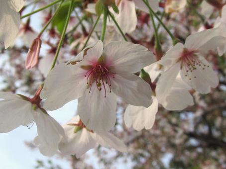 桜(Cherry Blossoms) 桜(Cherry Blossoms)の写真