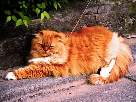 壁際でくつろぐ長毛茶トラ猫 壁際でくつろぐ長毛茶トラ猫 長毛猫,茶トラ猫,悠々の写真素材