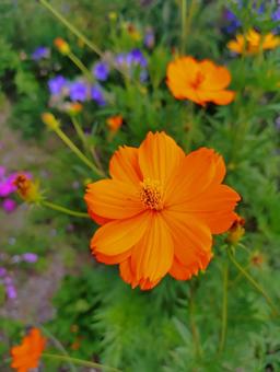 Yellow Cosmos, JPG Yellow Cosmos, JPG