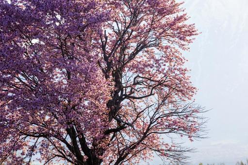 夕陽に映える一本桜 夕陽に映える一本桜の写真