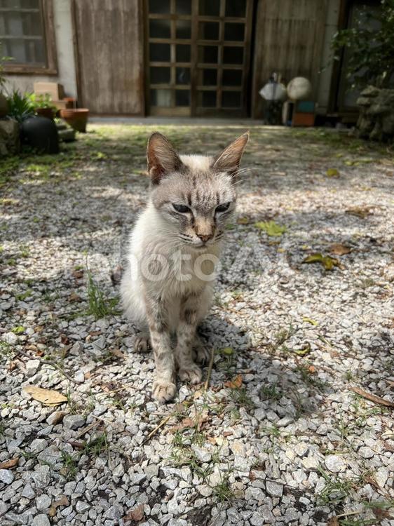 やちむんの里の猫10 やちむんの里,猫,野良猫の写真素材
