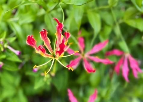 Photo, cultivation, flower, gloriosa, 