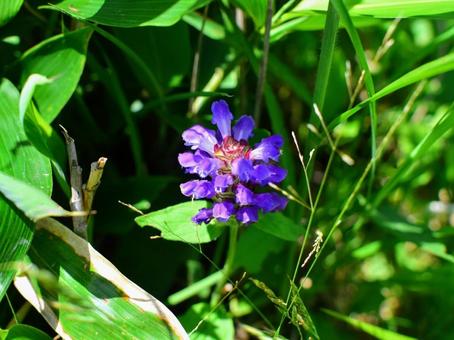 Photo, rice bogusa, prunella vulgaris, mountain grass, 