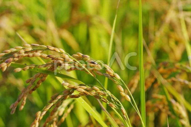 稲穂　病気 米,稲,稲穂の写真素材