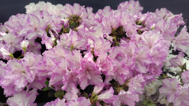 アザレア２色 アザレア,２カラーアザレア,白と紫の花の写真素材