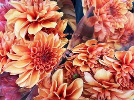 オレンジ色のダリアの花のクローズアップ オレンジ色のダリアの花のクローズアップ ダリア,花,オレンジの写真素材