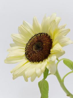 クリーム色の向日葵 クリーム色の向日葵 花,植物,ひまわりの写真素材
