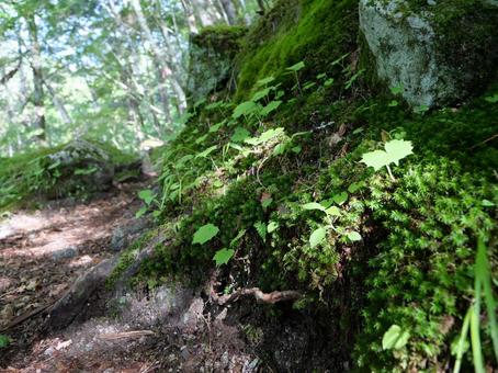 鳳凰三山のドンドコ沢登山道 鳳凰三山のドンドコ沢登山道の写真