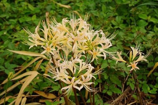 曼殊沙華 曼殊沙華 彼岸花,白,植物の写真素材