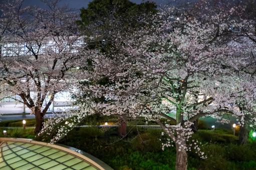 武蔵浦和駅の夜桜 武蔵浦和,桜,夜桜の写真素材