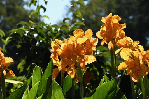 黄色い花 花,可憐,ガーデンの写真素材