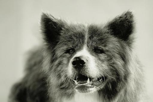 秋田犬のモノクロポートレート 秋田犬のモノクロポートレート 犬,秋田犬,いぬの写真素材