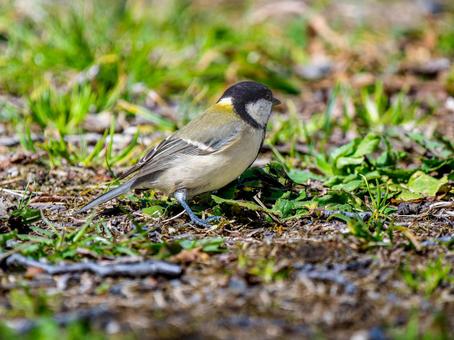 地面を歩くシジュウカラ 地面を歩くシジュウカラの写真
