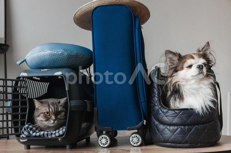 ゲージの猫とネックピローとキルトバッグの犬 猫,犬,チワワの写真素材