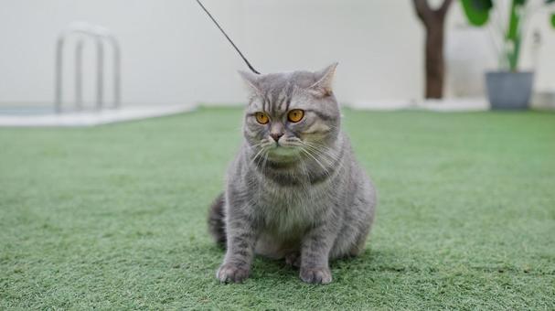 Photo, cat, british short hair, 1 animal, 