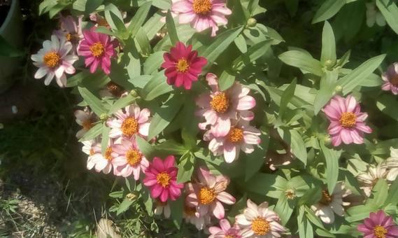 暖色の花 暖色の花の写真