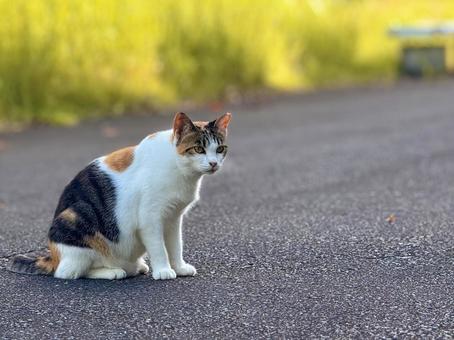 穏やかな三毛猫 穏やかな三毛猫の写真