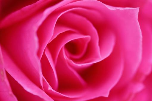 ピンクの綺麗な薔薇の花 ピンクの綺麗な薔薇の花の写真