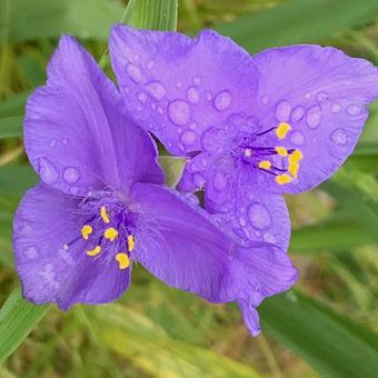 ムラサキツユクサ 雨 ムラサキツユクサ 雨 紫の花,ツユクサ,梅雨の写真素材