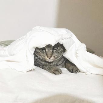 猫 猫の写真
