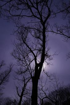 木のシルエットの写真