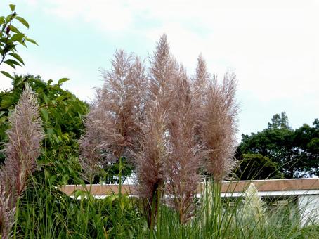 9月、草むらで成長したパンパスグラス パンパスグラス,植物,穂の写真素材