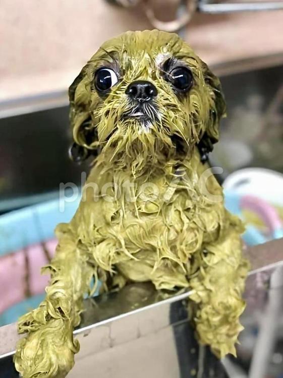 愛犬アニマルアユールヴェーダハーブパック 愛犬,トリミング,ペットサロンの写真素材