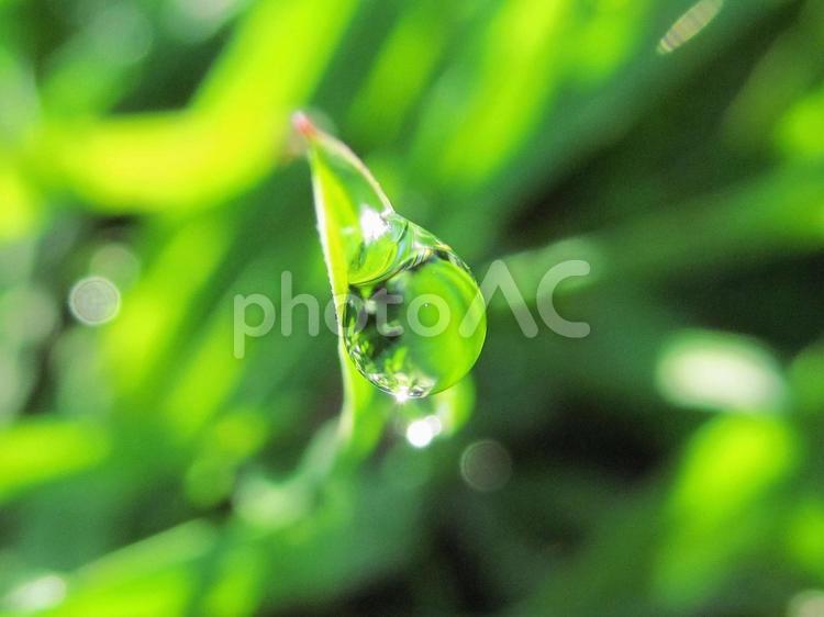 水滴と緑の葉と朝日Water drops 水滴,すいてき,waterの写真素材