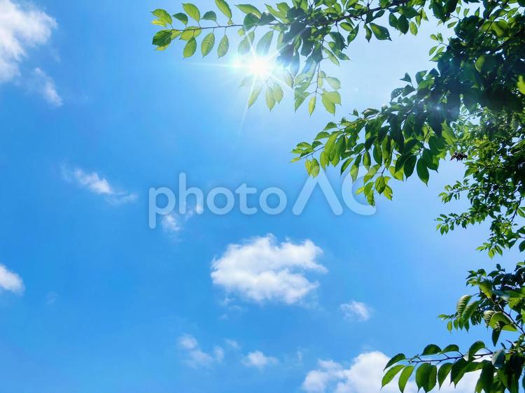 鮮やかな青空と新緑の背景素材_c_08 夏,コピースペース,空の写真素材