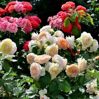 バラの花の写真