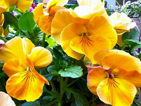 みかん色のパンジー パンジー,花,植物の写真素材