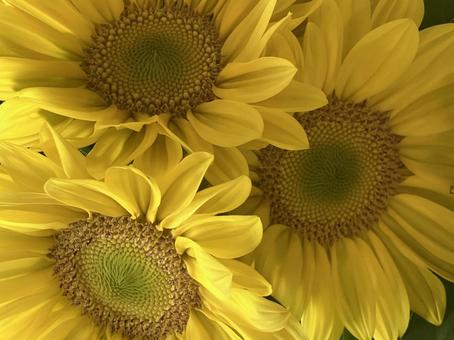 花(ひまわり) 花(ひまわり)の写真