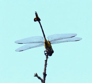 ウチワトンボ001 ウチワトンボ001の写真
