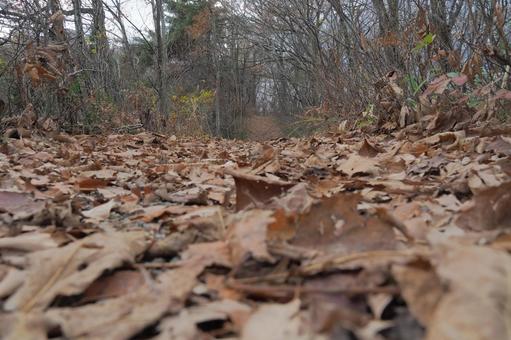 落ち葉の道の写真