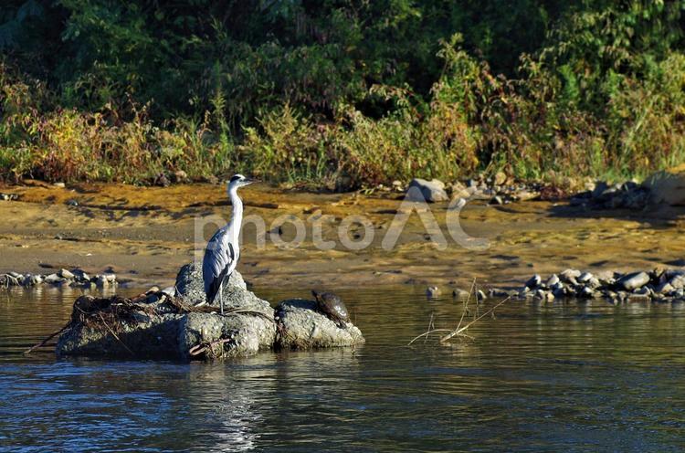 朝日を浴びるアオサギと亀 アオサギ,サギ,亀の写真素材